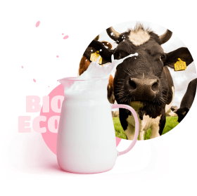 A jug of milk on the background of a cow